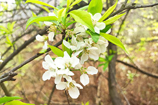 广州市花卉买卖合同 广州市花卉买卖合同怎么写